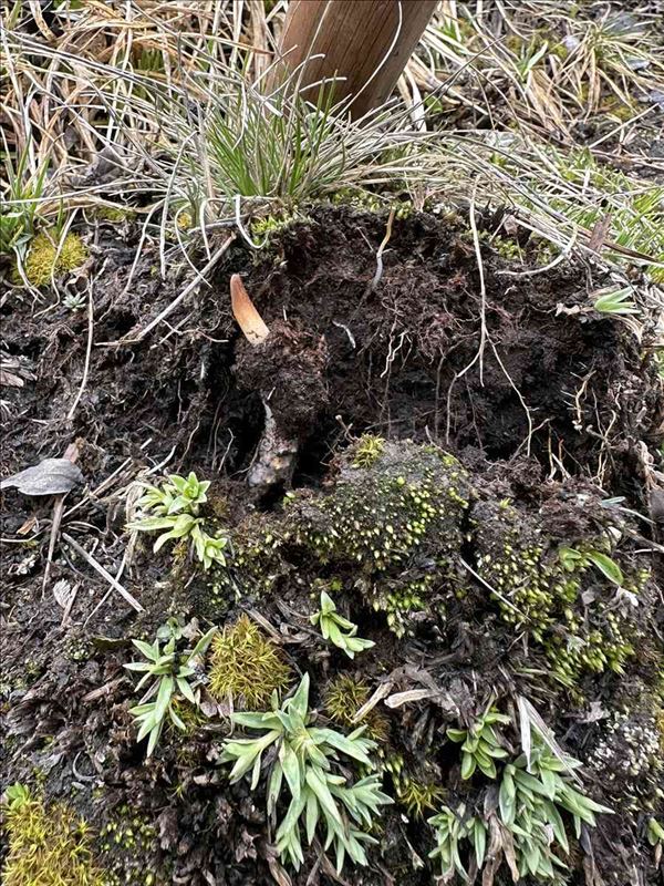 Thu hoạch trùng rân