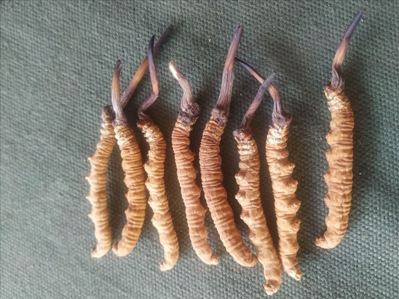 Trùng rân tự nhiên